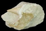 Otodus Shark Tooth Fossil in Rock - Eocene #139929-1